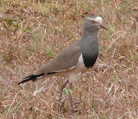 Black-winged Lapwing