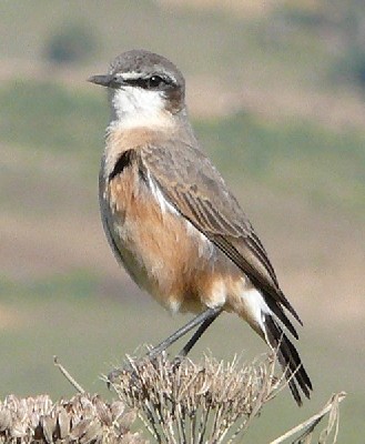 Botta's Wheatear