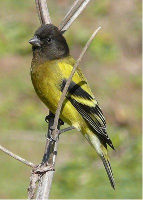 Ethiopian Siskin