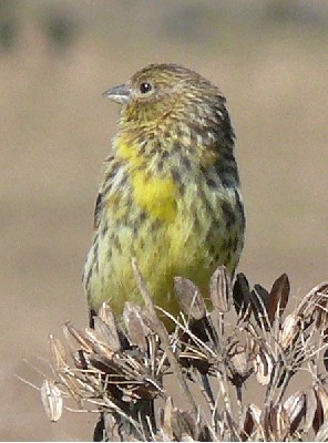 Ethiopian Siskin