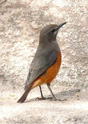 Little Rock-Thrush