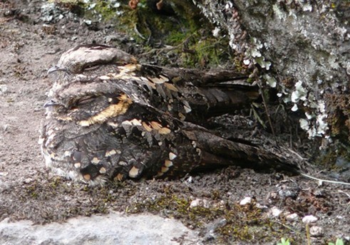 Mountain Nightjar