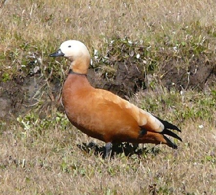 Ruddy Shelduck
