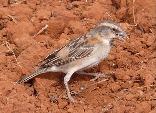 Shelley's Rufous Sparrow