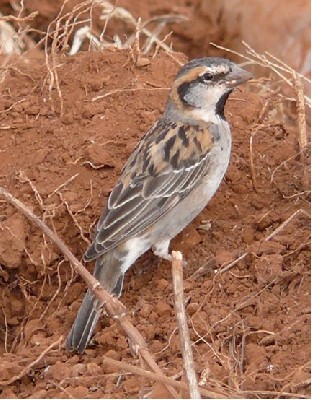 Shelley's Rufous Sparrow