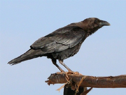 Somali Crow