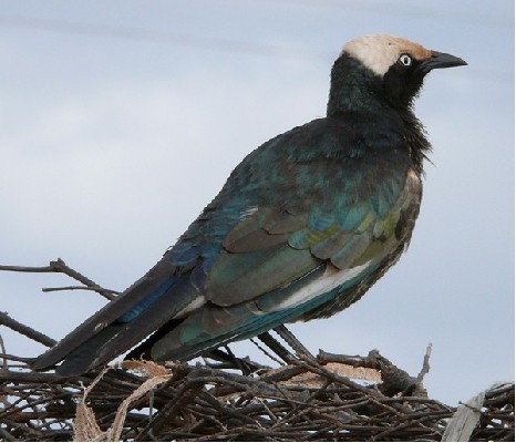 White-crowned Starling