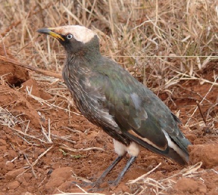 White-crowned Starling