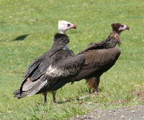 White-headed Vulture