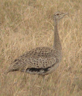 Hartlub's Bustard