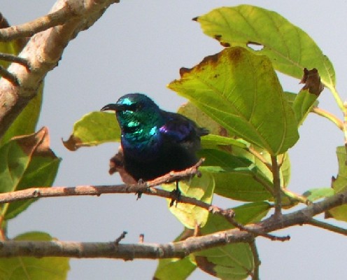 Pemba Sunbird
