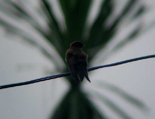 Mountain Saw-wing