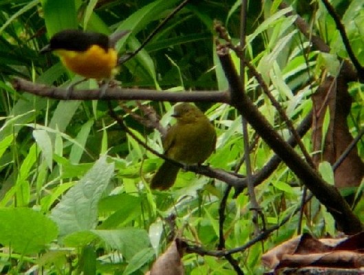 Cameroon Montane Greenbul