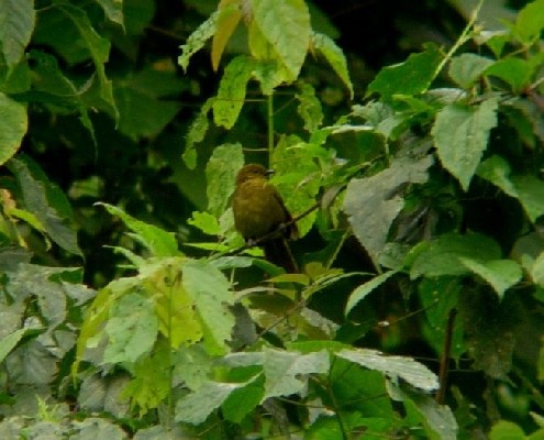 Cameroon Montane Greenbul
