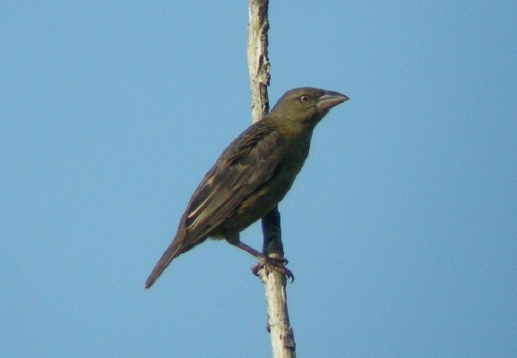 Vieillot's Black Weaver