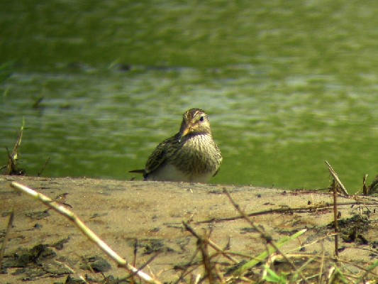 Pectoral Sandpiper