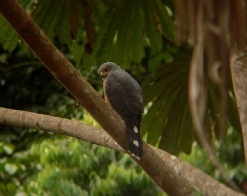 African Goshawk