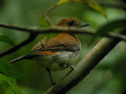 Fire-crested Alethe. Skulking in undergrowth