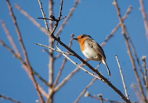 European Robin subspecies superbus