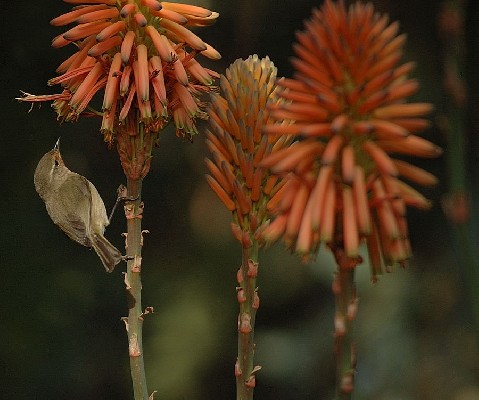 Canary Islands Chiffchaff