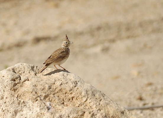 Thekla Lark singing