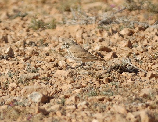 Thick-billed Lark feeding