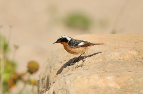 Moussier's Redstart