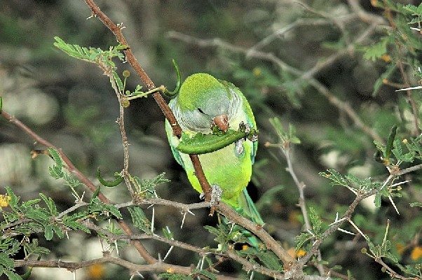 Monk Parakeet feeding