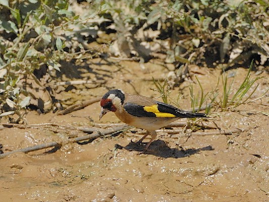European Goldfinch