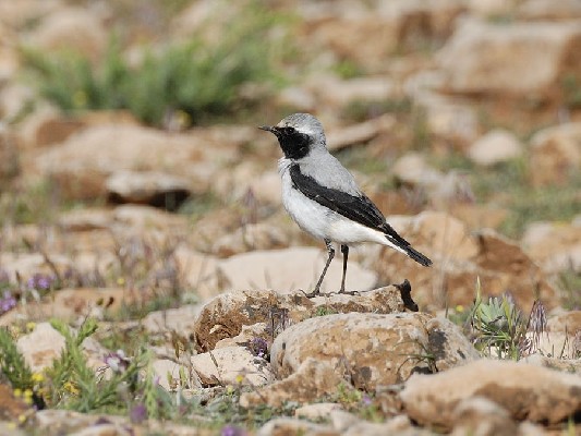 Atlas Wheatear