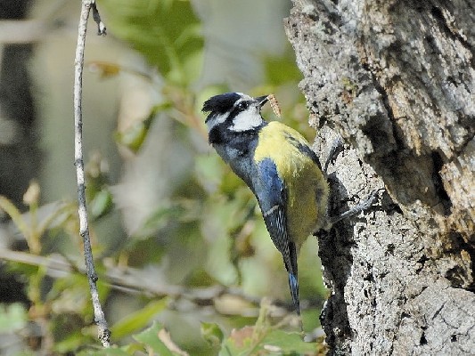 Blue Tit