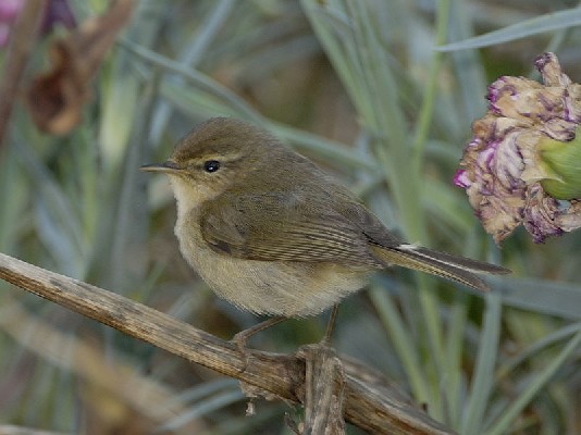 Canary Islands Chiffchaff