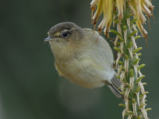 Canary Islands Chiffchaff