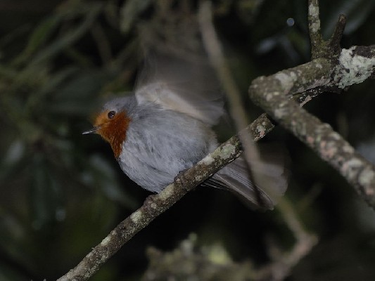 European Robin ssp superbus
