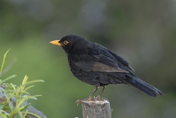 Eurasian Blackbird ssp cabrerae