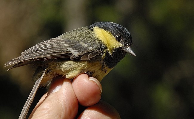 breeding Coal Tit