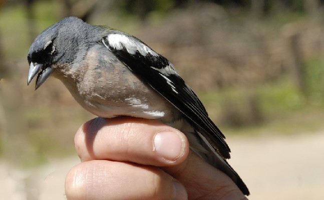 African Chaffinch