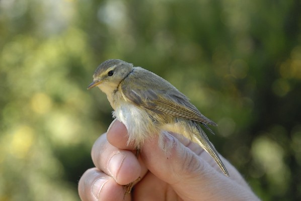 Iberian Chiffchaff 