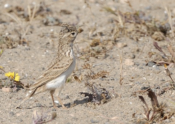 Adult near the nest