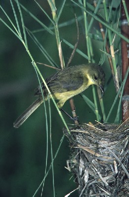 African Yellow Warbler
