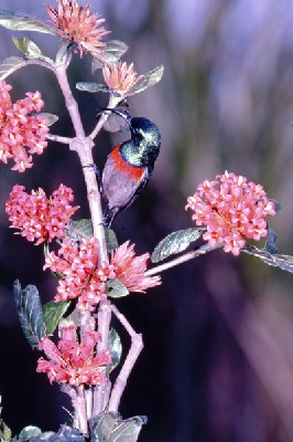 Southern Double-collared Sunbird