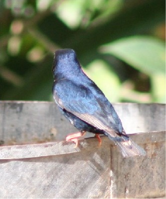 village indigobird