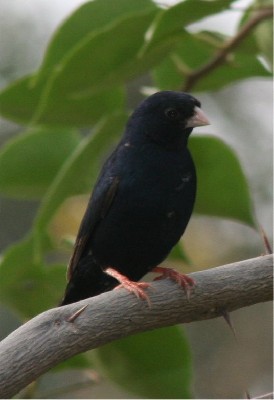 village indigobird