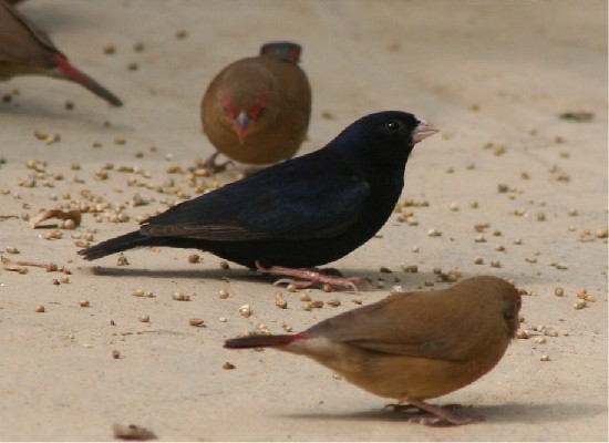 Village Indigobird