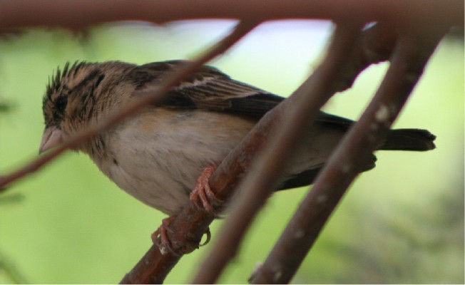 village indigobird