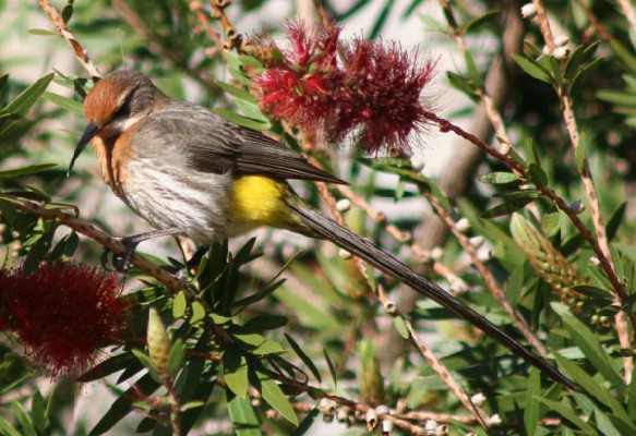 Gurney's Sugarbird