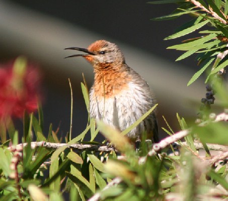 Gurney's sugarbird