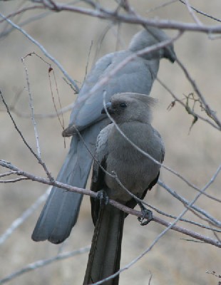 Grey Go-away Bird