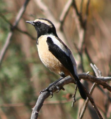 Buff-streaked Chat
