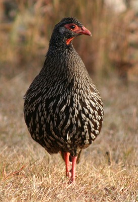 Red-necked Francolin